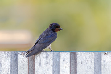 Barn swallow (Hirundo rustica) sits on a barn doors with food for it's chicks in the beak.