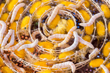 silkworm in yellow cocoon, , Life cycle of Silkworm.