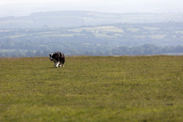 Border Collie in Aktion