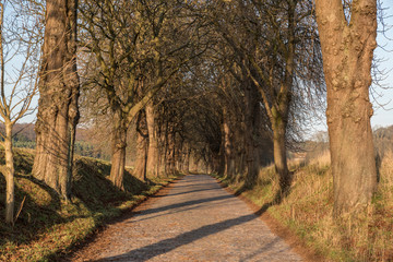 Allee im Sonnenschein
