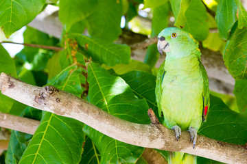 A green parrot hangs over wooden branch of an almond tree.