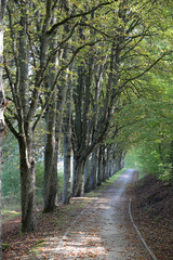 Waldweg