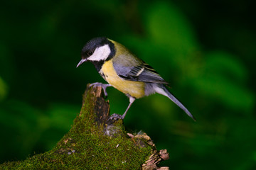 Great tit sitting on a tree stump