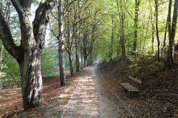 Fototapeta premium Waldweg