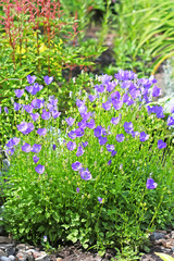 Decorative garden plant Carpathian Bellflower ( Campanula carpat