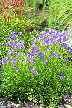 Decorative garden plant Carpathian Bellflower ( Campanula carpat