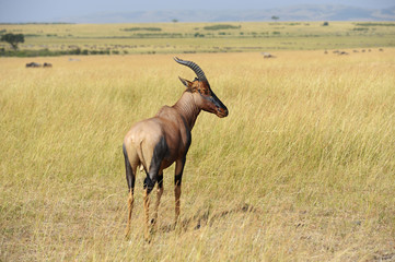 Naklejka na ściany i meble Topi Antelope (Damaliscus lunatus)
