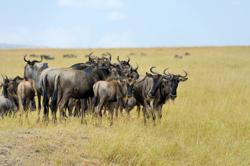 Naklejka na ściany i meble Wildebeest in National park of Kenya