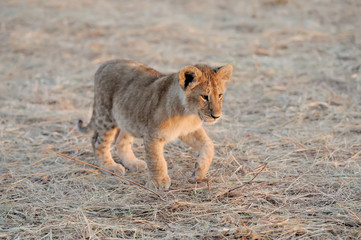 African lion cub