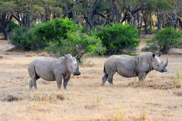 Fototapeta premium African white rhino