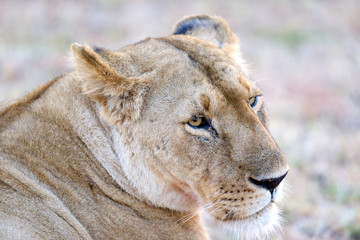 Close lion in National park of Kenya