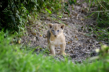 African lion cub