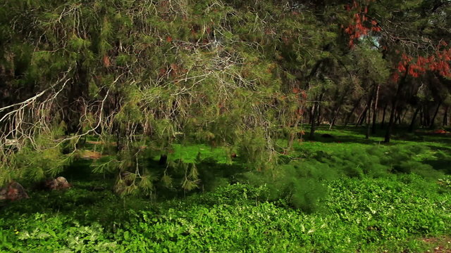 Stock Footage drive-by of a forest in Israel.