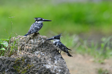 Pied Kingfisher on stone