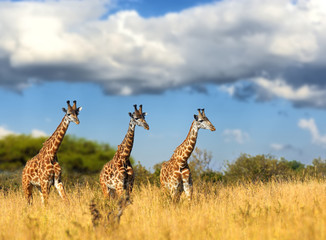 Obraz premium Giraffe in National park of Kenya