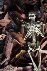 skeletons on Dry leaf background
