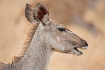 Kudu female, Kruger Park, South africa