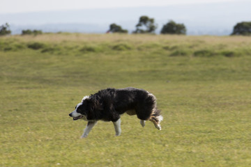 Border Collie in Aktion