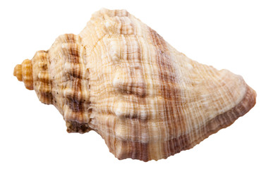 spiral shell of big sea mollusk snail isolated