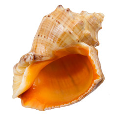 empty spiral shell of big sea mollusc snail