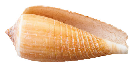 empty mollusk shell of sea cone snail isolated