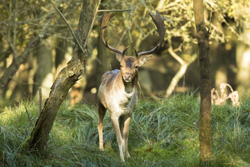 Fallow deer stag rutting in Autumn