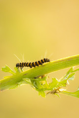 Caterpillar crawling a plant stem