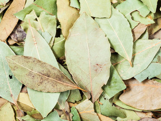 dried green aromatic bay leaves