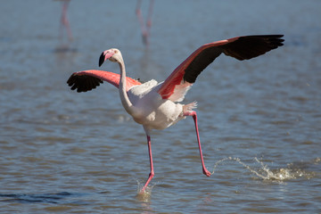 Running flamingo, Camargue