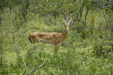 Young female impala antelope in Lake Mburo National parc Uganda