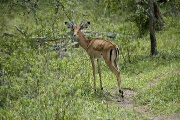 Young female impala antelope in Lake Mburo National parc Uganda