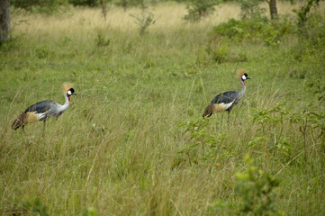 Grey Crowned-Cranes walking in National patch Mburo, Uganda