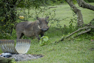 Wild pigs at Lake Mburo National parc Uganda.
