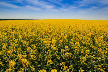 Obraz premium view of yellow rapeseed field in blossom by forest