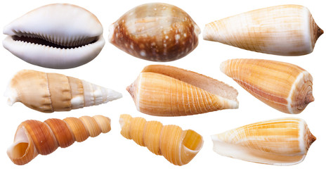 set of mollusc shells of sea cowry and cone snails