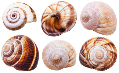 set of spiral mollusc shells of land snails © vvoe