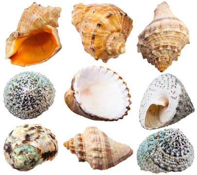 set of spiral shells of sea mollusc snails