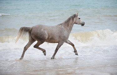 Arabian horse trotting in the sea water - 100276970