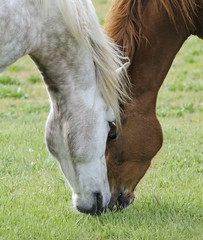 Naklejka na ściany i meble Two horses in the meadow