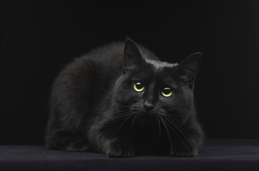 Black cat with green eyes - 100276981
