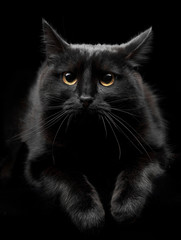 Black cat with yellow eyes - 100276986