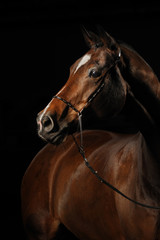 Portrait of a bay horse on the black background - 100277102