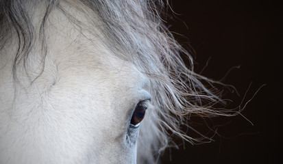 Beautiful eye of the white horse