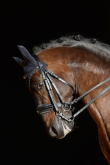 Portrait of the sport horse - 100277165