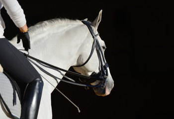White sport horse with the rider - 100277171