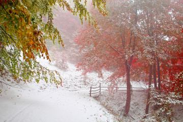 First snow in autumn beech forest in the Carpathian Mountains.