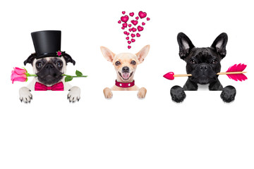 row of valentines dogs in love