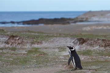 Fototapeta premium Magellanic Penguin (Spheniscus magellanicus) standing above its nesting burrow at Volunteer Point in the Falkland Islands.