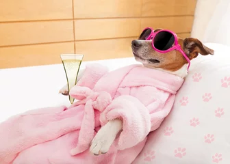 Selbstklebende Fototapete Lustiger Hund Relax Spa Wellness Hund
