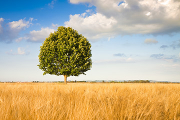 Isolated tree in a tuscany wheatfield - (Tuscany - Italy)